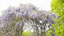 In the warmth of daytime sunshine, spring flowers bloom brightly, including the colorful wisteria tree blooms, creating a vibrant scene.