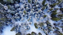 drone flying over forested snowy trees on winter day looking down at green evergreen trees slow motion