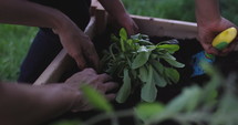 Young boy planting herbs in outdoor garden with mother - close up on hands and spade