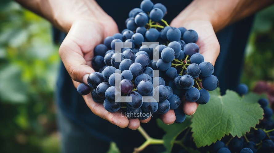 close-up of male hands holding a bunch of dark blue grapes, harvesting in the garden Generative AI