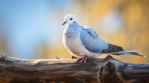 Dove perched on a tree branch