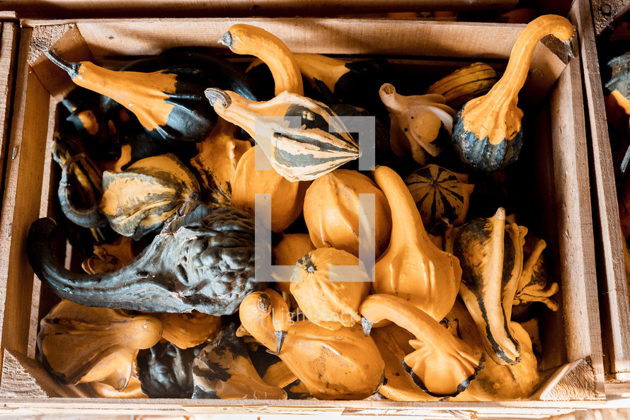 crate of gourds 