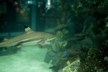 shark in an aquarium 