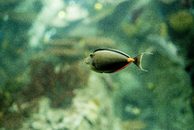 fish in an aquarium 