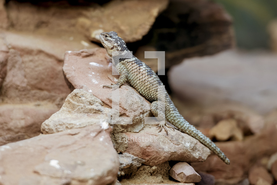 lizard on a rock 