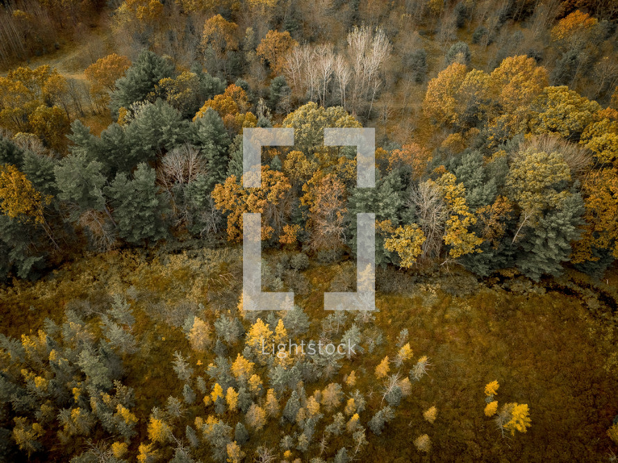 aerial view over a fall forest 