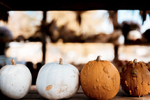 white and orange pumpkins in a row 