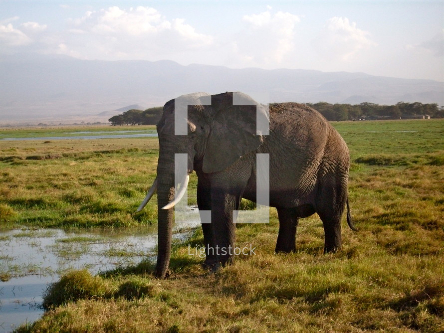 An elephant standing near a watering hole on a grassy plain.