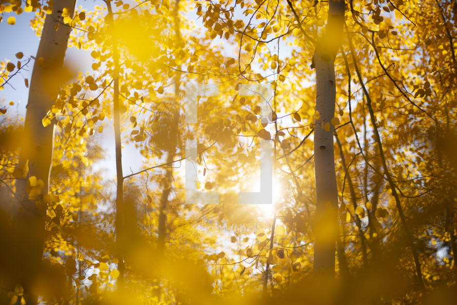 sunburst through a fall forest 
