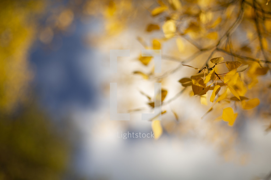 golden fall foliage
