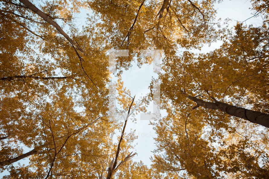 looking up to the top of fall trees in a forest 