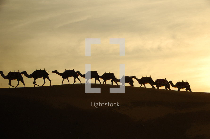 silhouettes of camels in a desert 