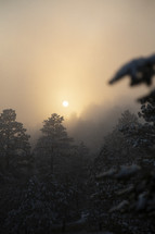 snow on trees in a foggy winter forest at sunrise 