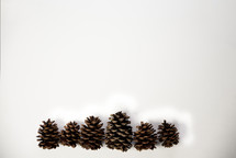 row of pine cones 