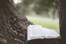 Open Bible in a tree 
