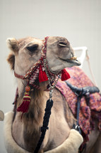 camel showing its teeth