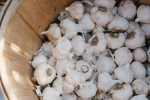 Basket of garlic.