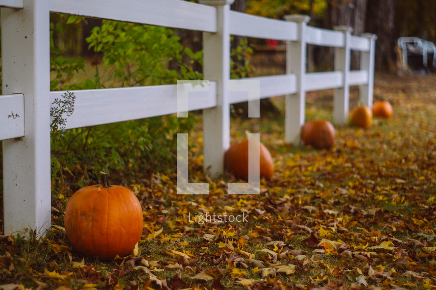 orange pumpkins in front of a white fence 