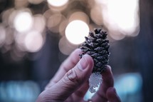 hand holding up a pine cone with snow on it 