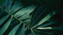Closeup of palm leaves. 