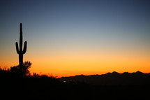 silhouette of a cactus at sunset