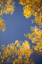 golden fall leaves and blue sky 