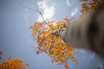 orange fall leaves on trees 
