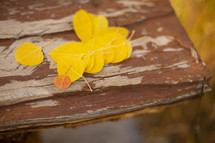 yellow leaves on a table 