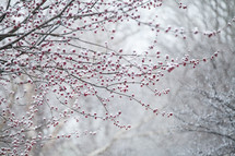 red berries on a winter tree