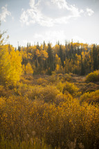 fall field and forest 
