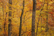 fall foliage in a forest 