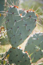 heart shaped cactus 