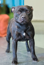 Portrait of black staffordshire terrier posing