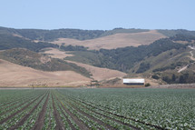 rows of crops on a farm 