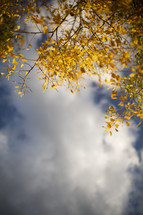 clouds and yellow fall leaves and branches 