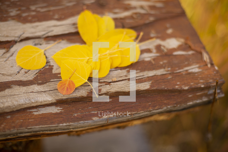 yellow leaves on a table 