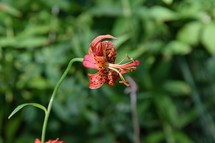 A Tiger Lily fully opened in the sun