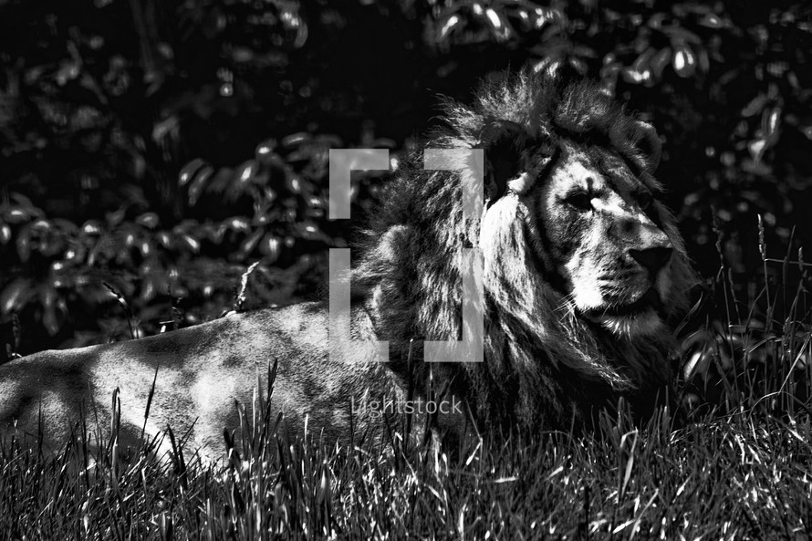 male lion resting in the grass