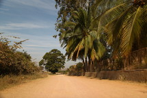 Palm trees lining a dirt road 
