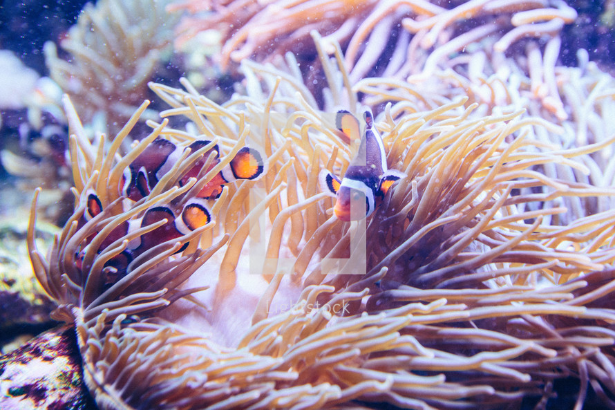 clown fish and sea anemones 