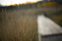 brown grasses and out of focus bench 