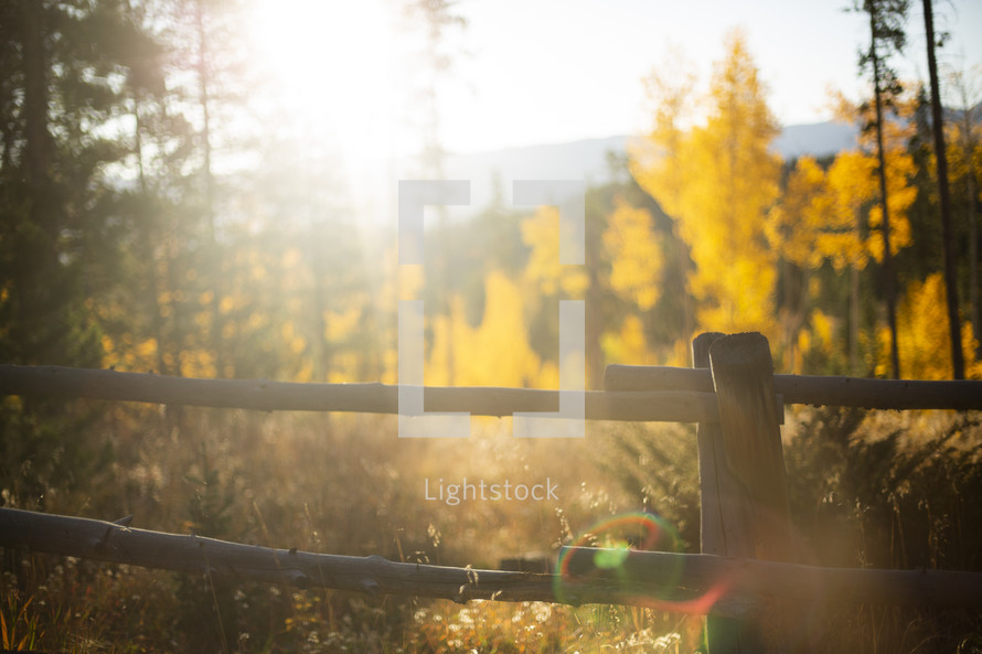 fence and golden fall forest 