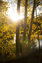 sunburst through a forest in fall 
