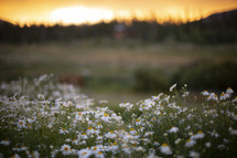 white daisies at sunset 