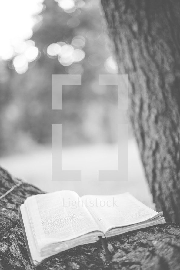 opened Bible in a tree
