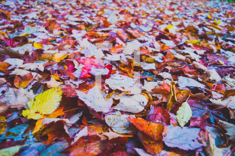 background of fall leaves on the ground