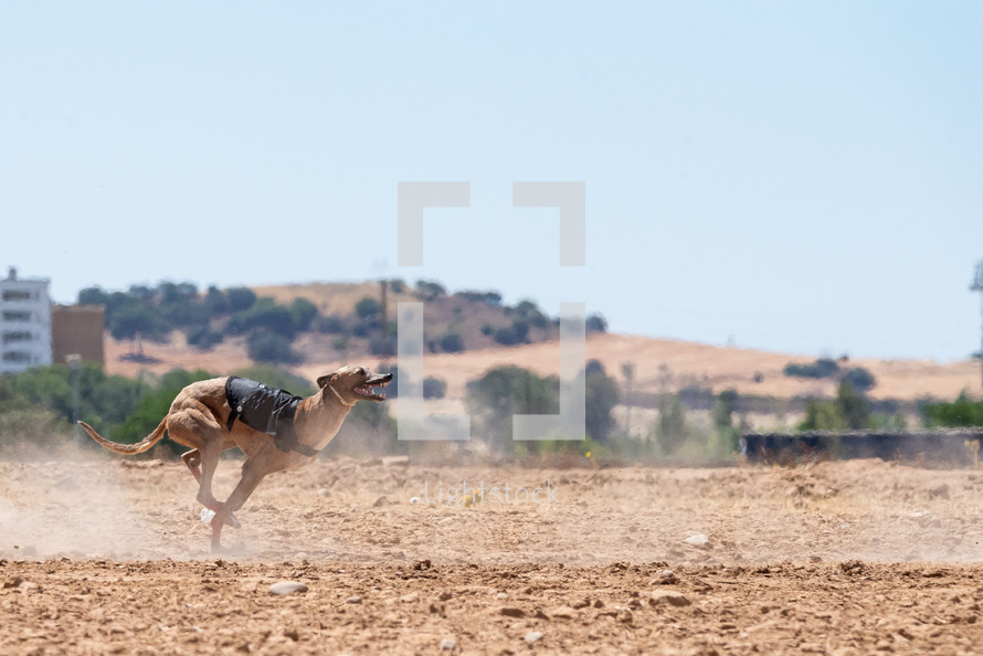 greyhound racing 