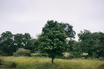 tree in a field 