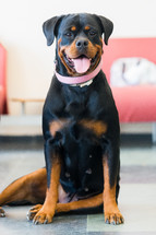Rottweiler female dog sitting on floor looking to camera