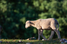 lamb